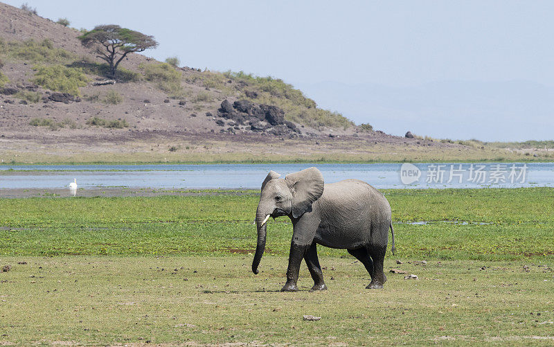 年轻的大象走路，loxodonta africana，肯尼亚非洲